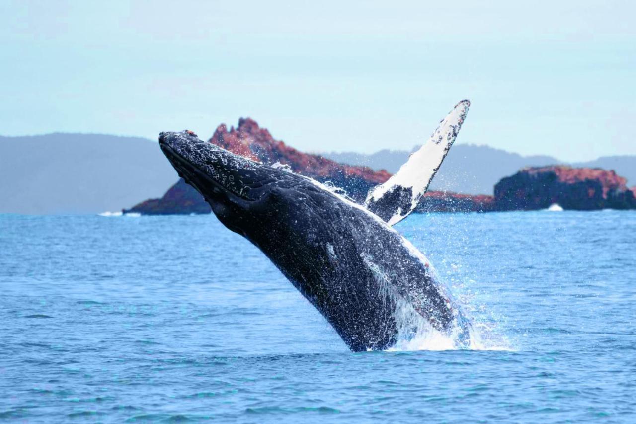 Stunning Oceanview Coastal Home Beach Trails Family Activities Montara Eksteriør bilde